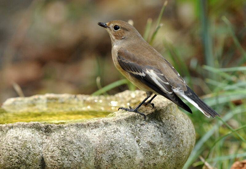 European Pied Flycatcher