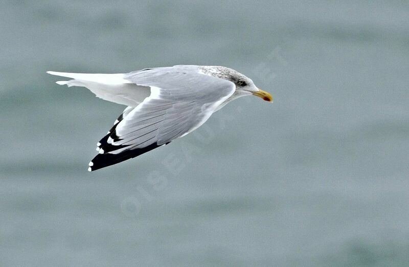 European Herring Gull