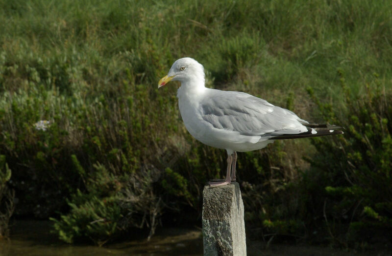 Goéland argentéadulte