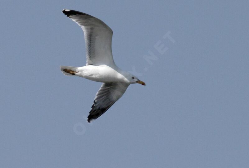 European Herring Gull