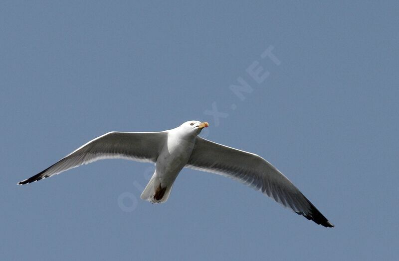 European Herring Gull