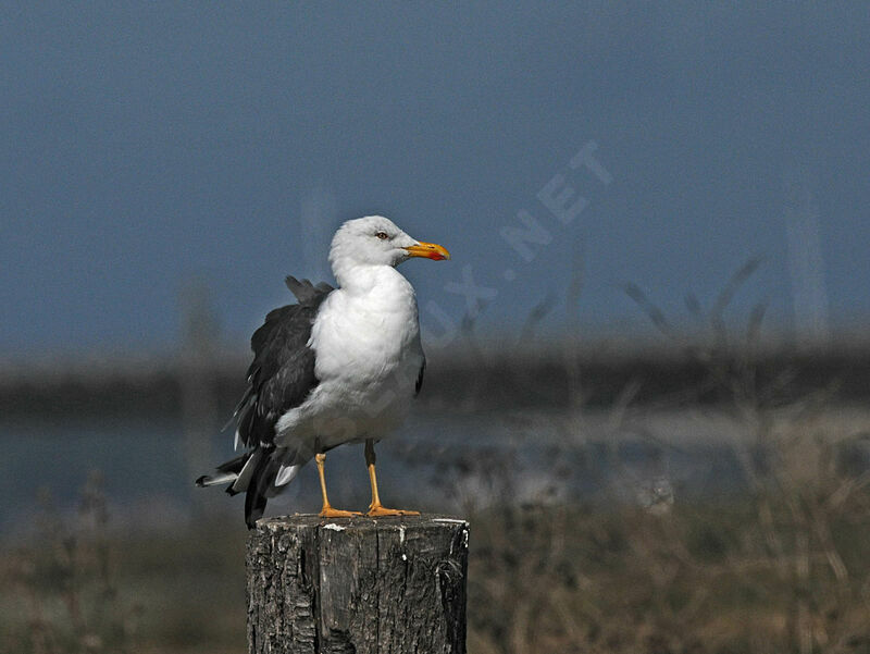 Lesser Black-backed Gull