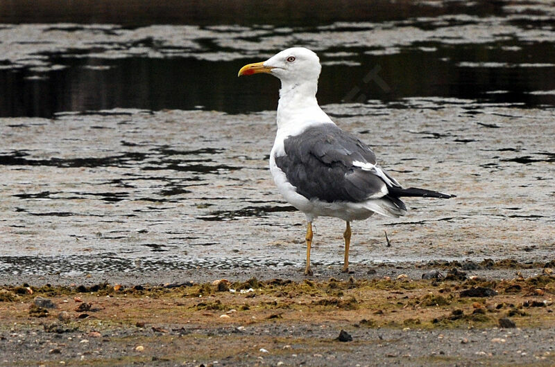 Lesser Black-backed Gull