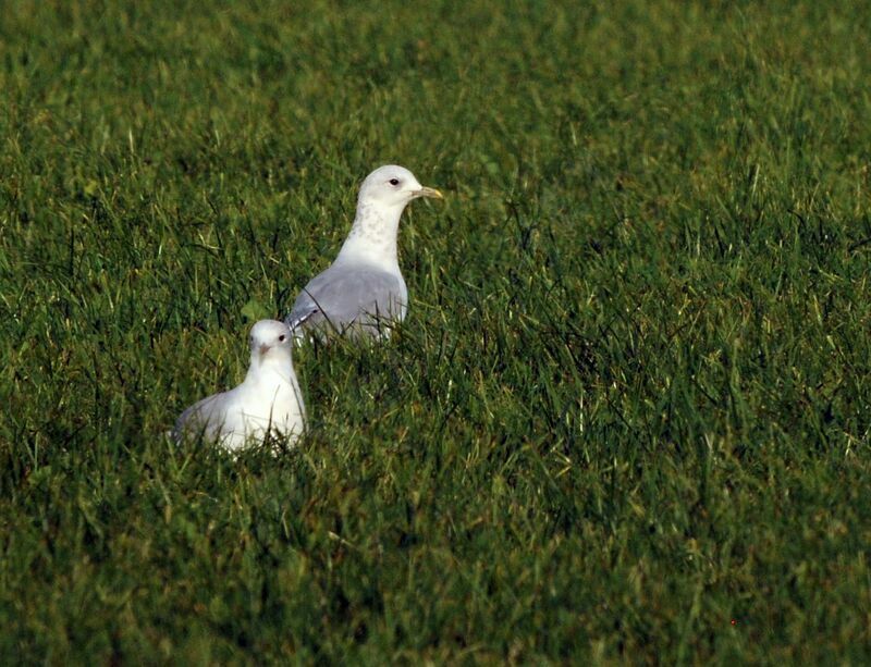 Common Gull