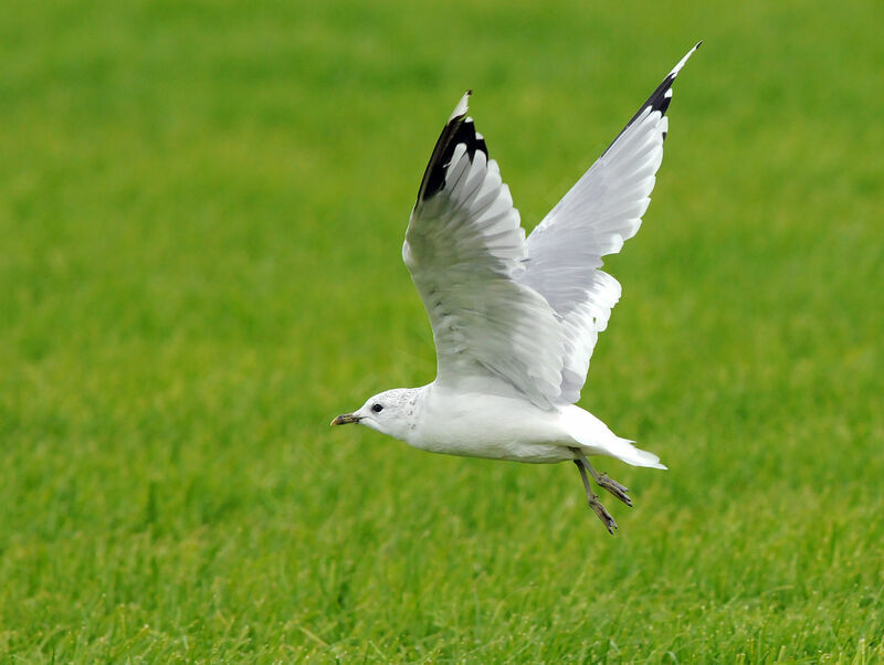 Common Gull