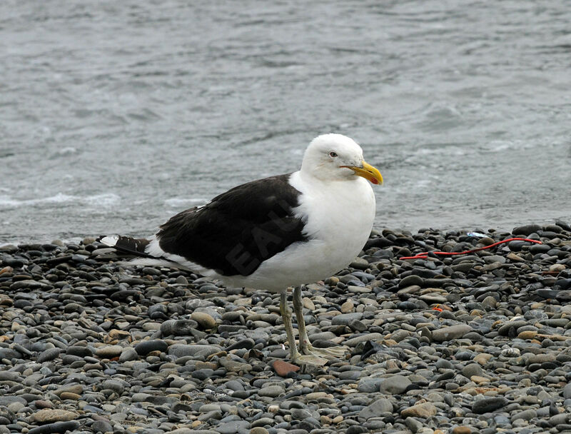 Kelp Gull