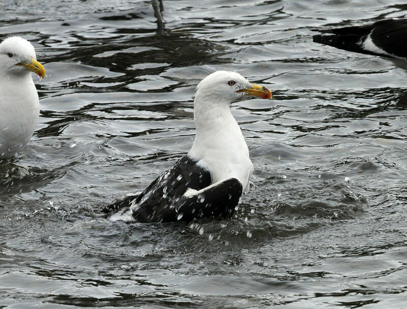 Kelp Gull