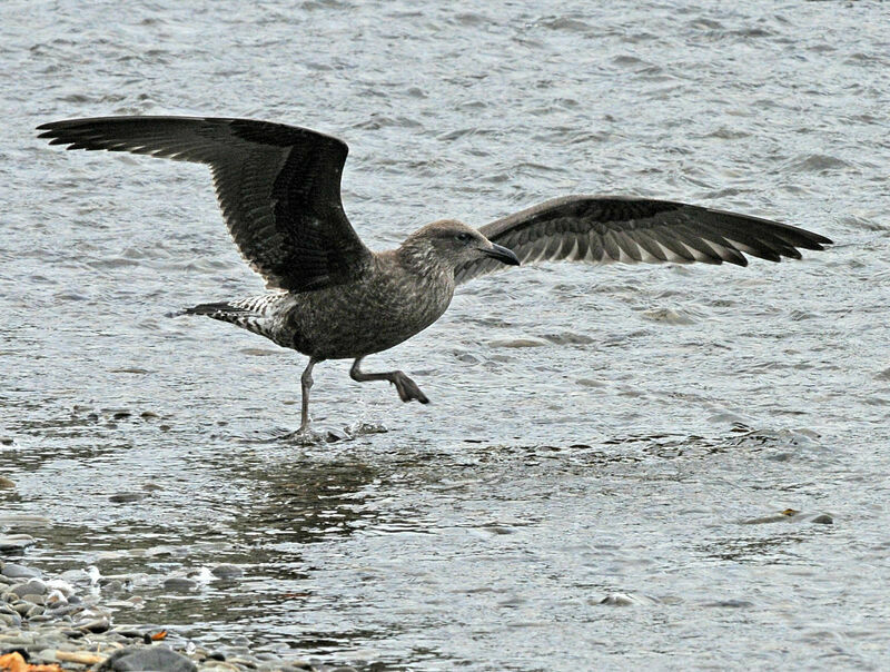 Goéland dominicain