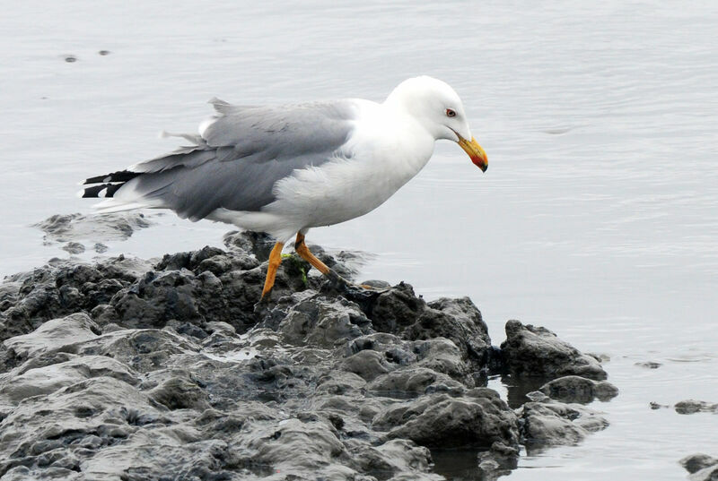 Yellow-legged Gull