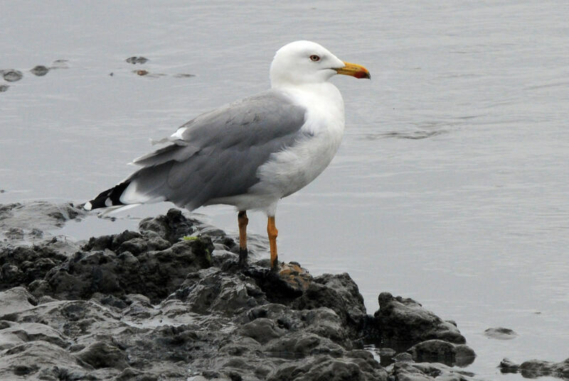 Yellow-legged Gull