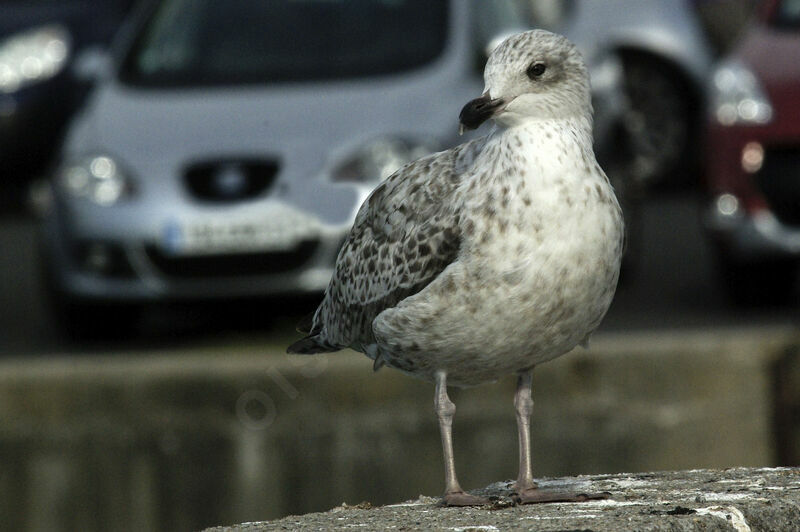 Great Black-backed Gull