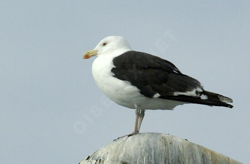 Goéland marinadulte