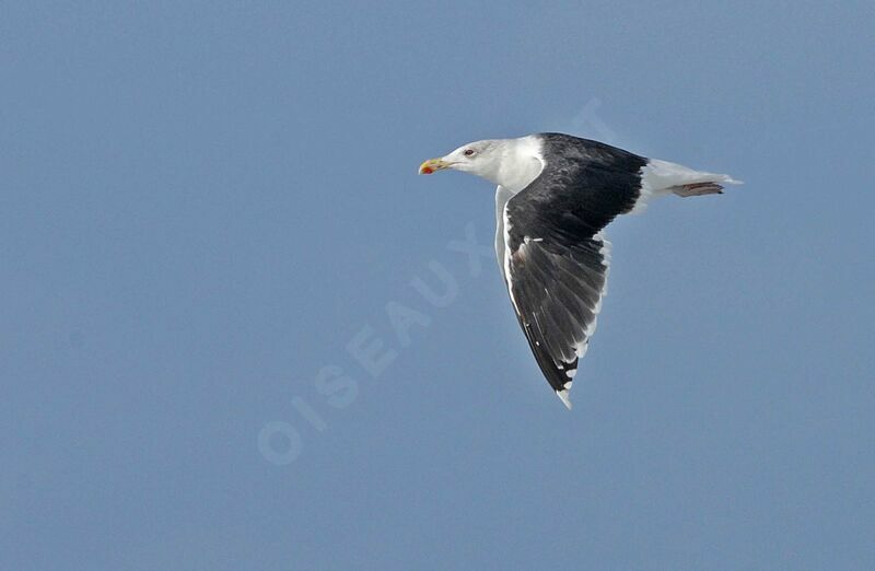 Great Black-backed Gull