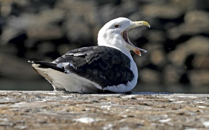 Great Black-backed Gull