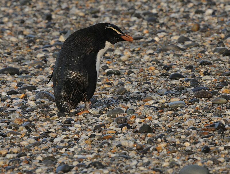 Fiordland Penguin