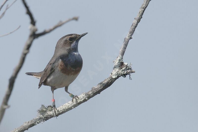 Bluethroat