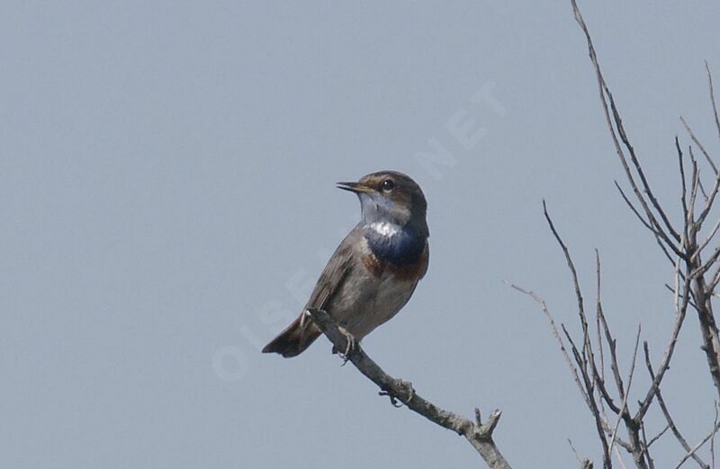 Bluethroat