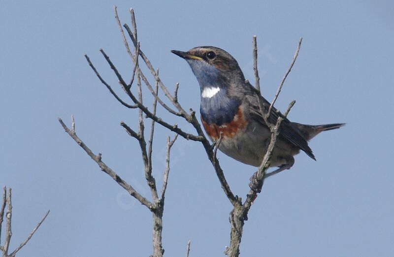 Bluethroat