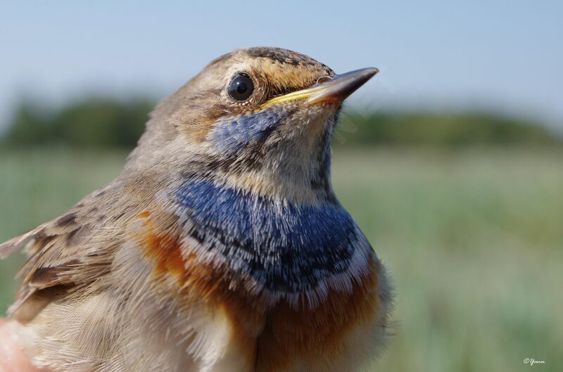 Bluethroat male