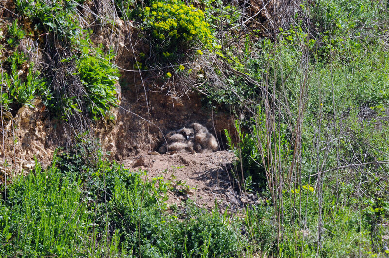 Eurasian Eagle-Owl