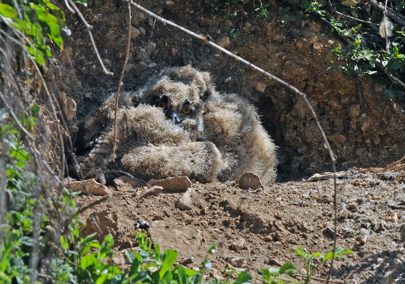 Eurasian Eagle-OwlPoussin