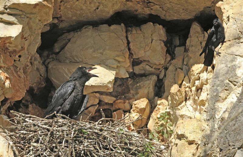 Northern Ravenjuvenile