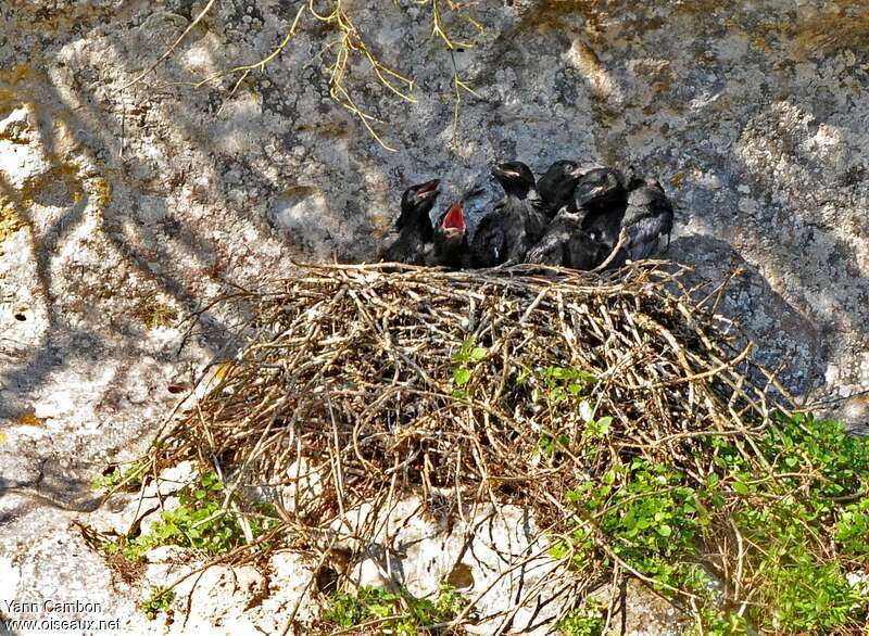 Northern Raven, Reproduction-nesting