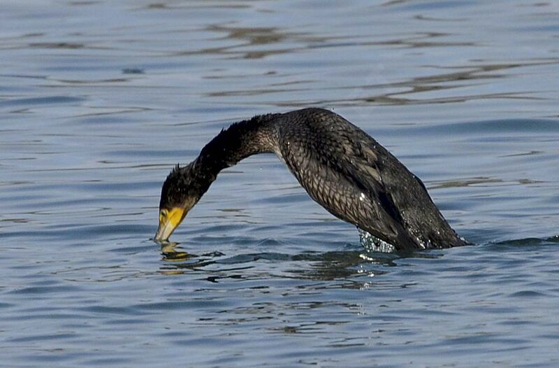 Great Cormorant