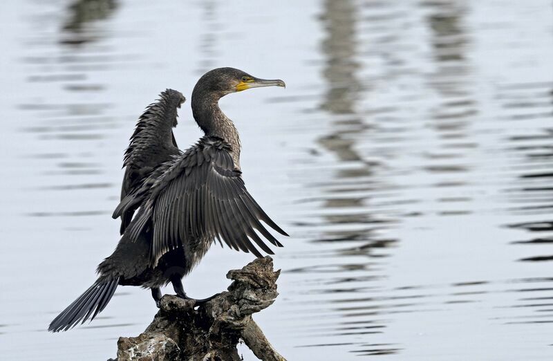 Great Cormorant