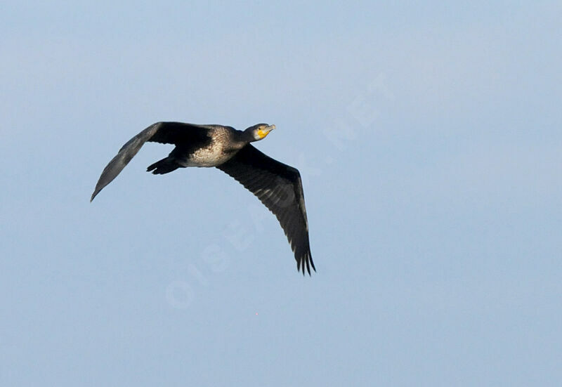 Great Cormorant