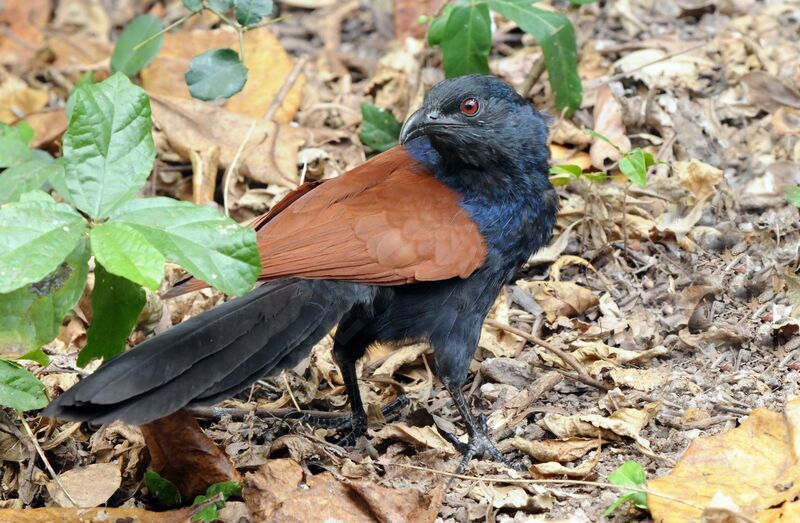 Grand Coucal