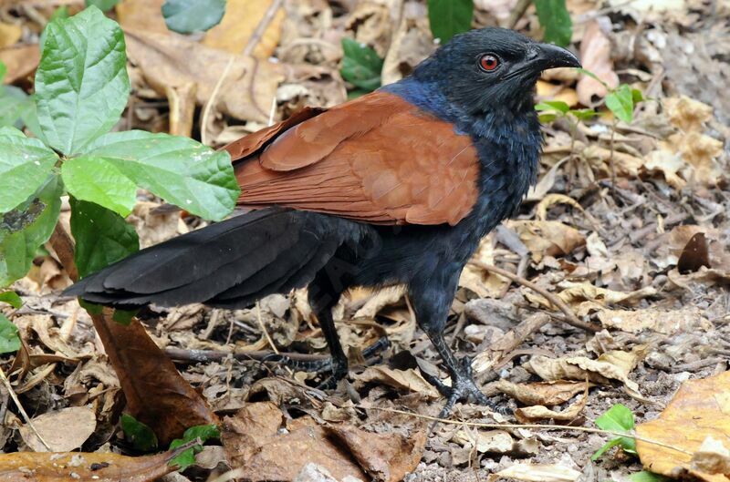 Grand Coucal