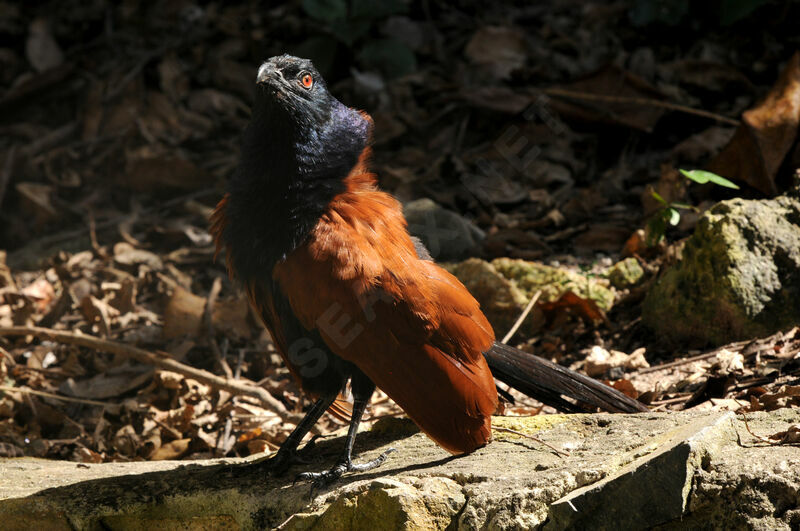 Grand Coucal