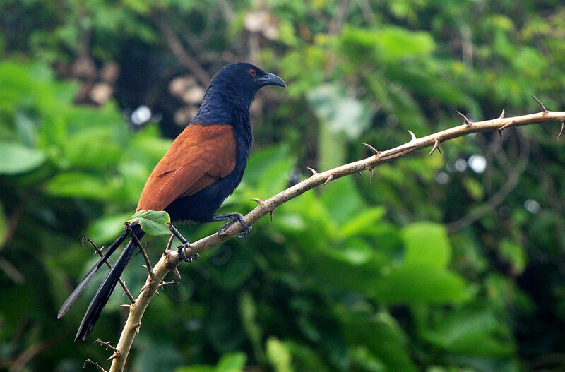 Greater Coucal