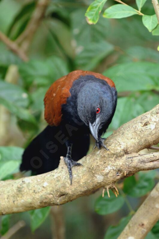 Grand Coucal