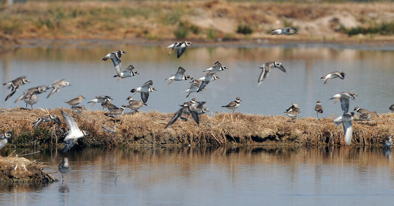 Common Ringed Plover