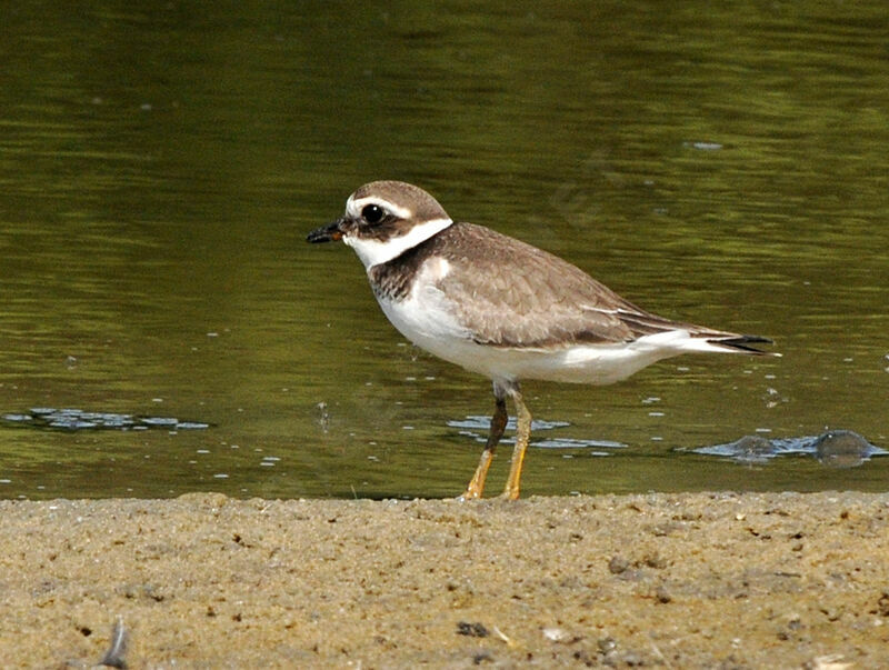 Common Ringed Plover