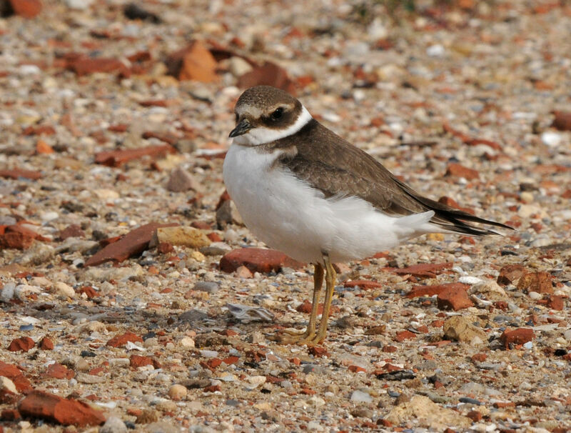 Common Ringed Plover