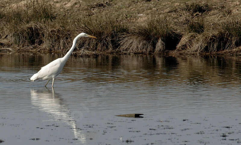 Grande Aigrette