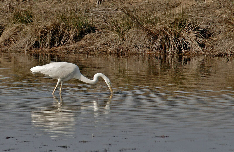 Grande Aigrette