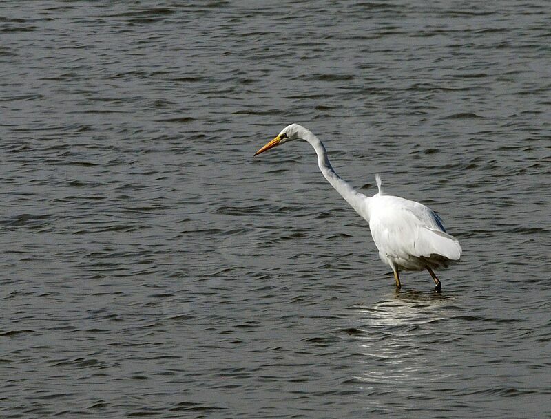 Grande Aigrette