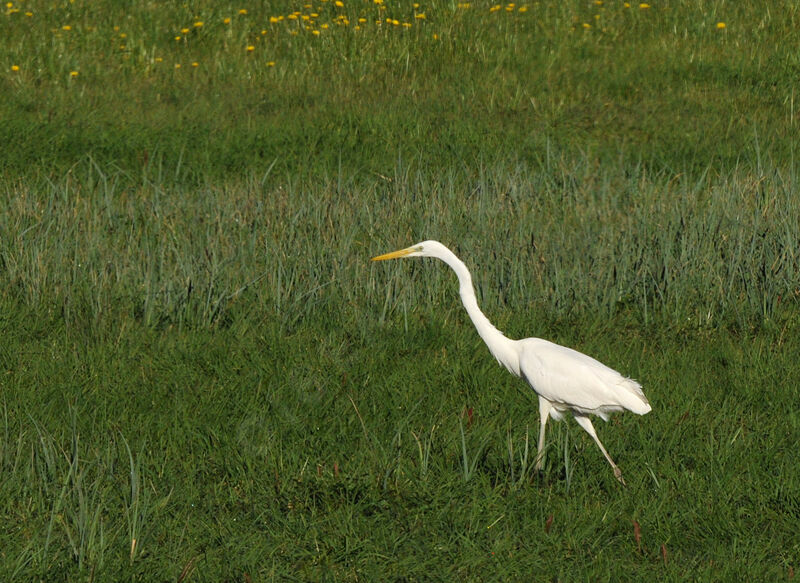 Grande Aigrette