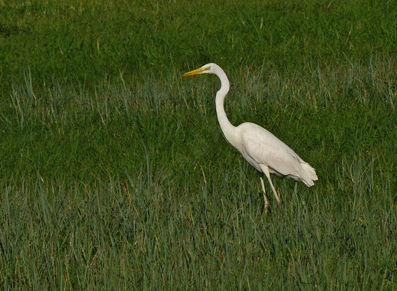 Grande Aigrette