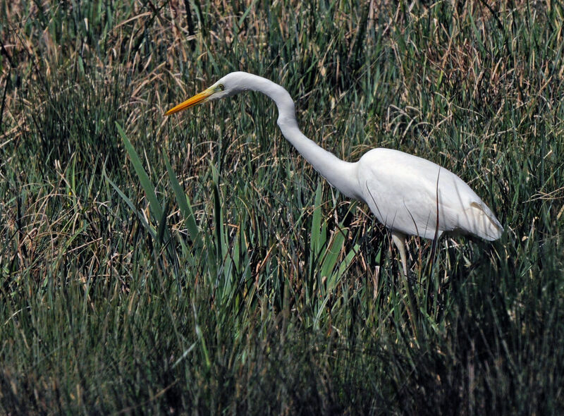 Grande Aigrette, marche, mange