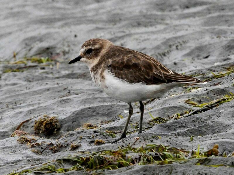 Double-banded Plover