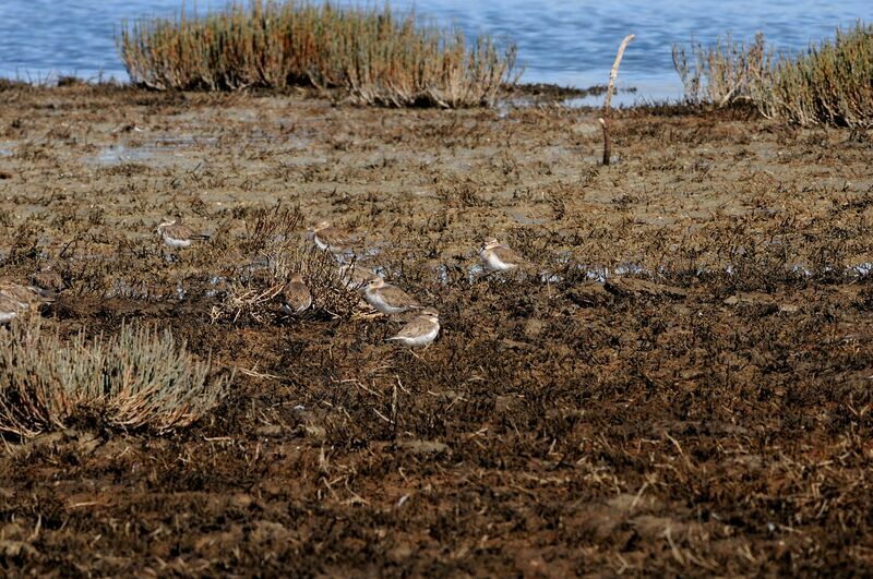 Double-banded Plover