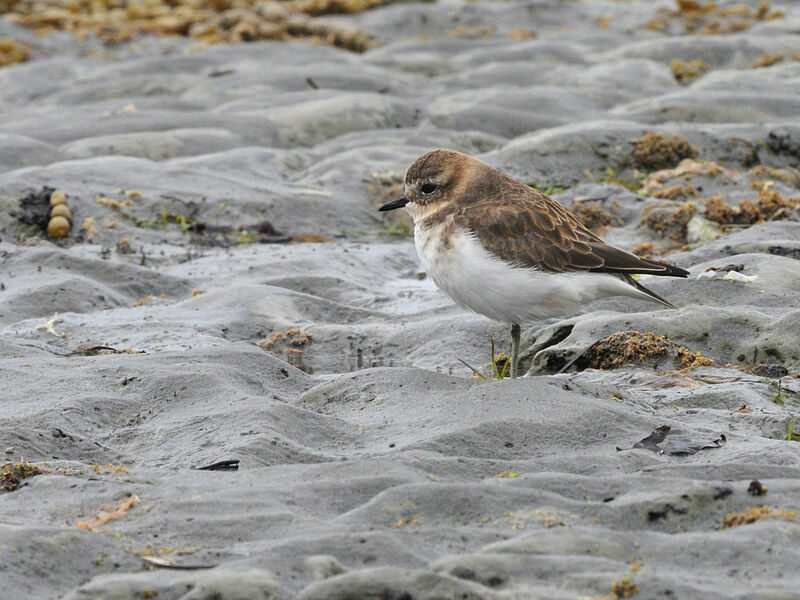 Double-banded Plover