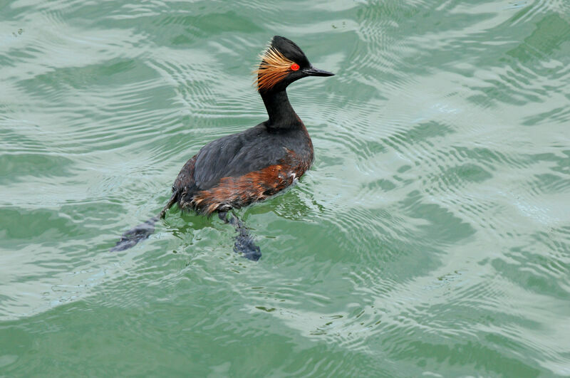 Black-necked Grebeadult