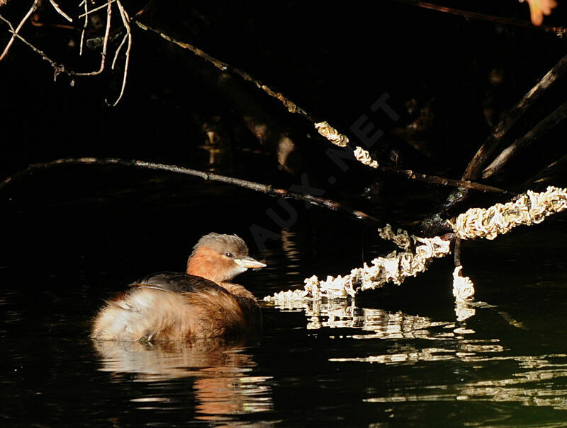 Little Grebe