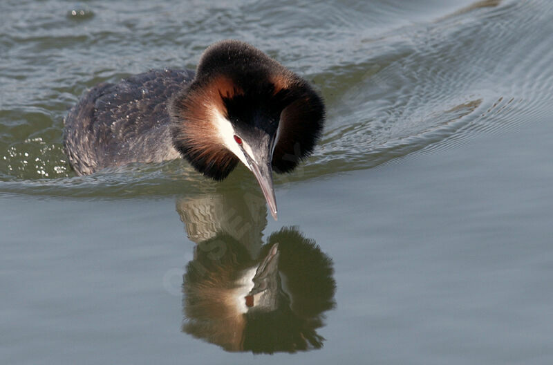 Great Crested Grebe